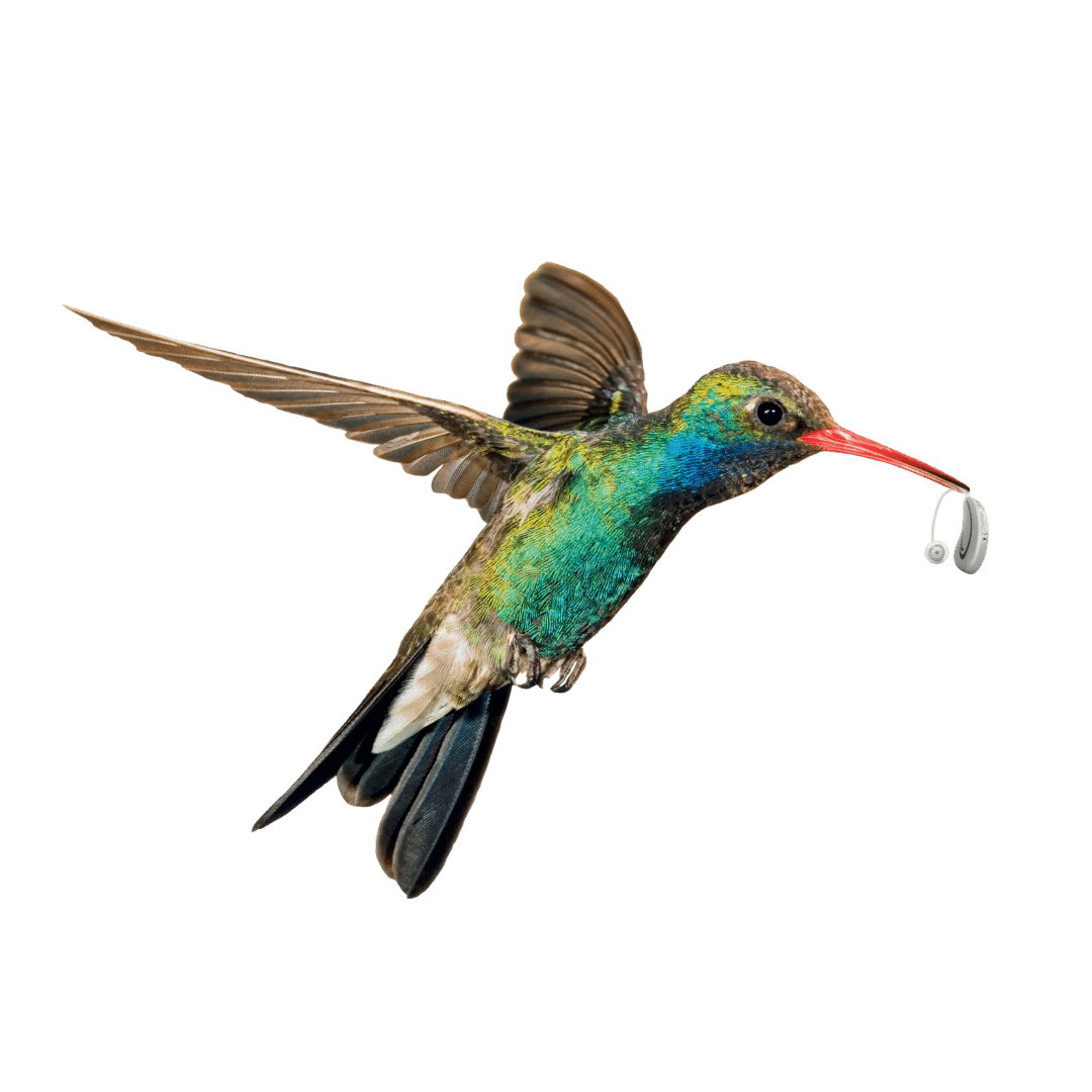 ציפור יונק דבש מחזיק את מכשיר השמיעה הקל והקטן מסוגו בעולם RIC HANSATON 2025