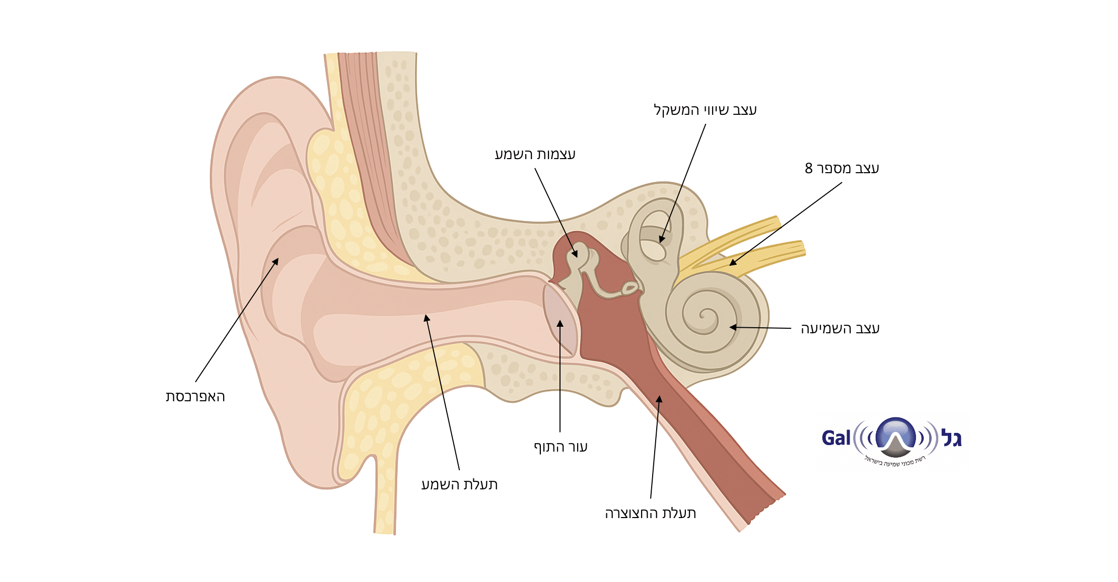 ירידת שמיעה איך עובדת האוזן