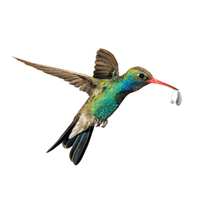 ציפור יונק דבש מחזיק את מכשיר השמיעה הקל והקטן מסוגו בעולם RIC HANSATON 2025